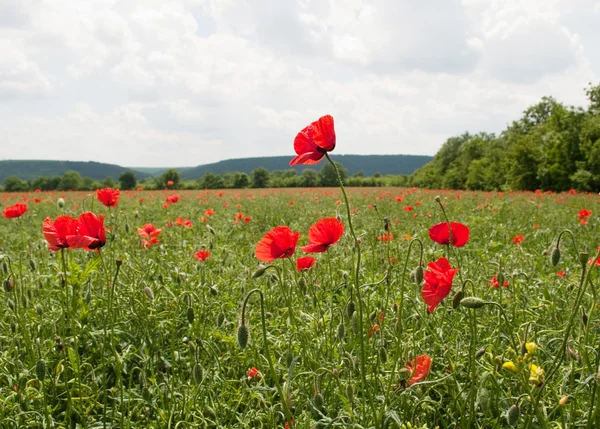 stock image Red poppies