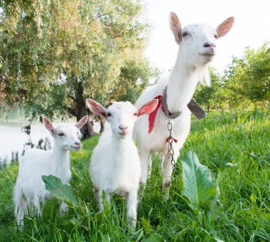 Goat with kids clipart