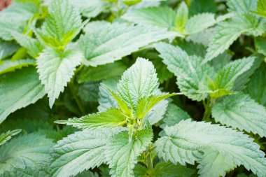 Nettle clipart