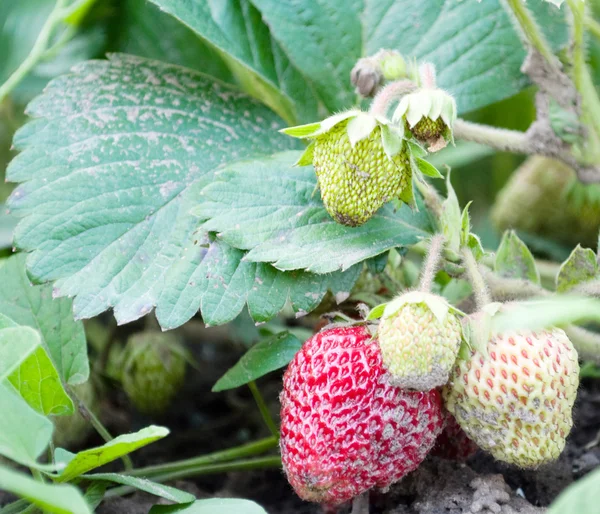 stock image Red strawberry