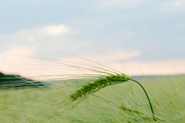Green field of barley — Stock Photo, Image
