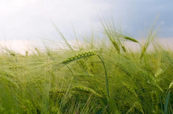 Green field of barley against the sky — Stock Photo, Image
