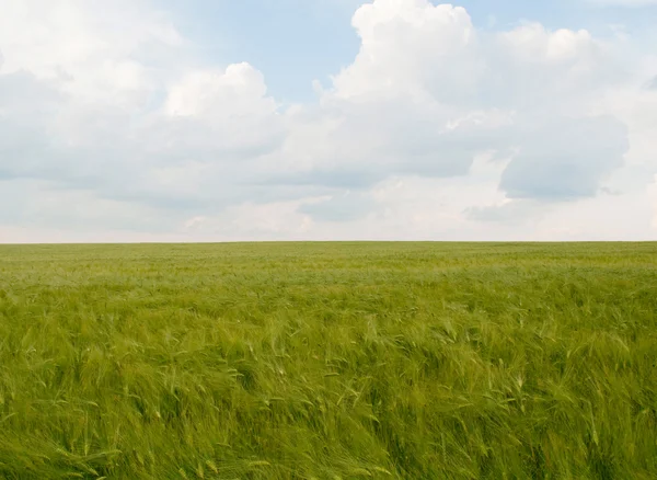 Grönt fält för korn — Stockfoto