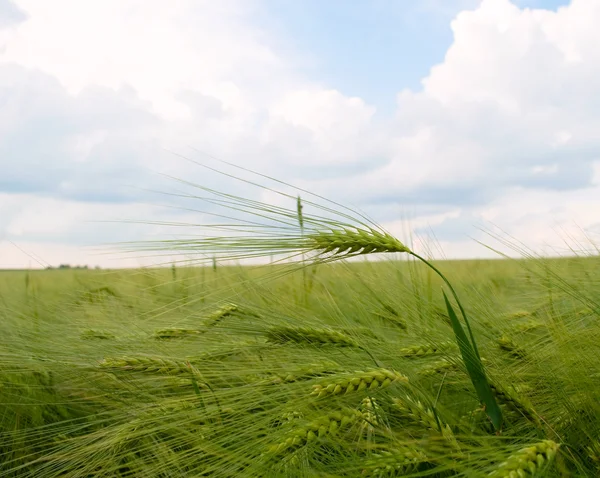 Green field of barley — Stock Photo, Image