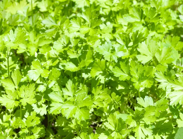 Zelené listy petržele — Stock fotografie
