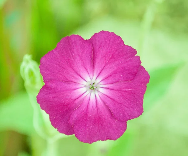 Lila bloem — Stockfoto