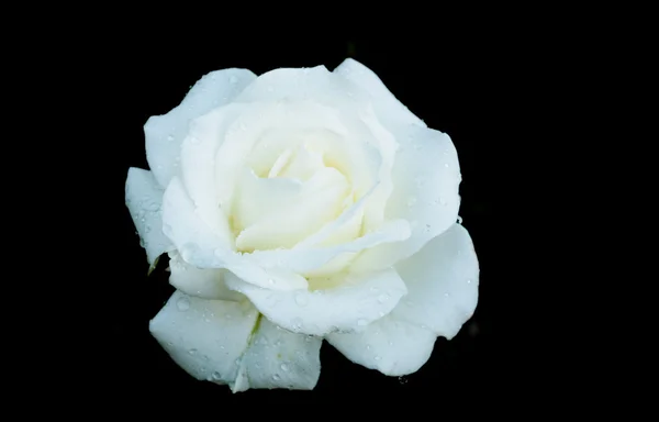 Rosa branca com gotas de orvalho — Fotografia de Stock