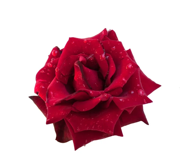 Rød rose med duggdråper – stockfoto