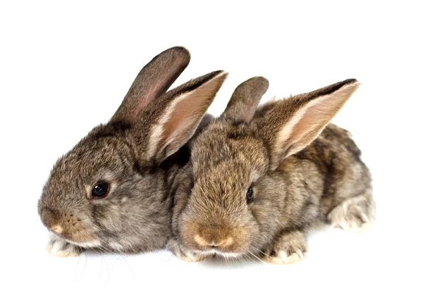 Маленькие серые кролики — стоковое фото