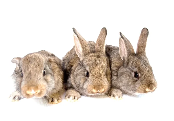 Pequenos coelhos cinzentos — Fotografia de Stock
