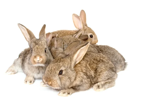 Conejos grises pequeños — Foto de Stock