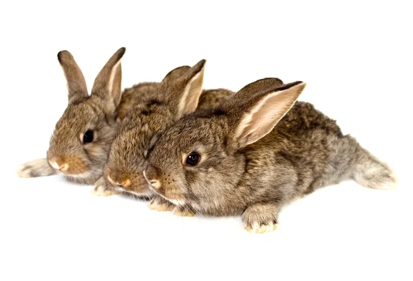 Kleine grijze konijnen — Stockfoto