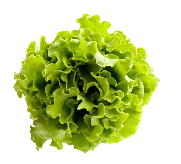 Salata yaprakları — Stok fotoğraf