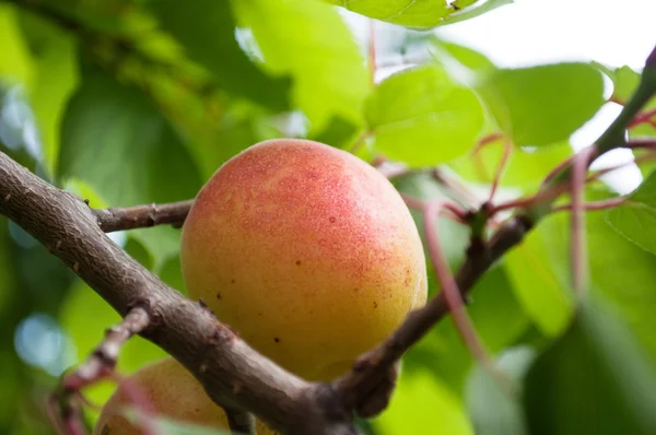 stock image Ripe apricots