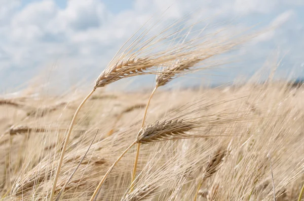Wheat against — Stock Photo, Image