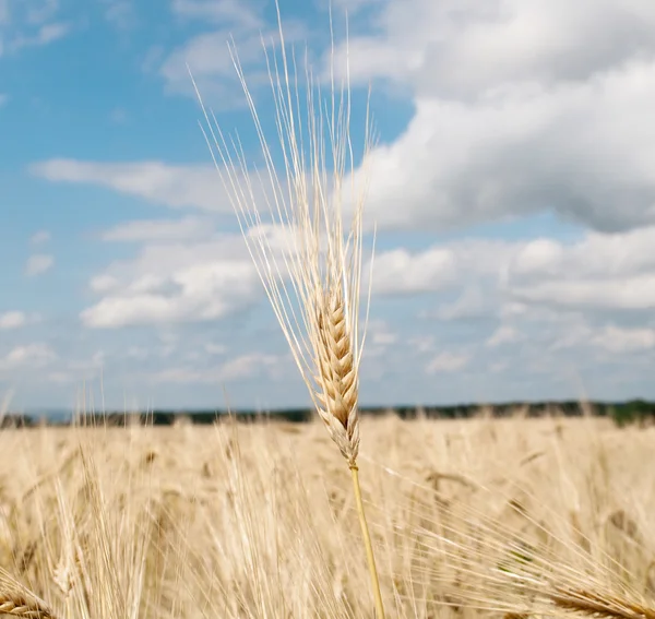 Wheat against — Stock Photo, Image