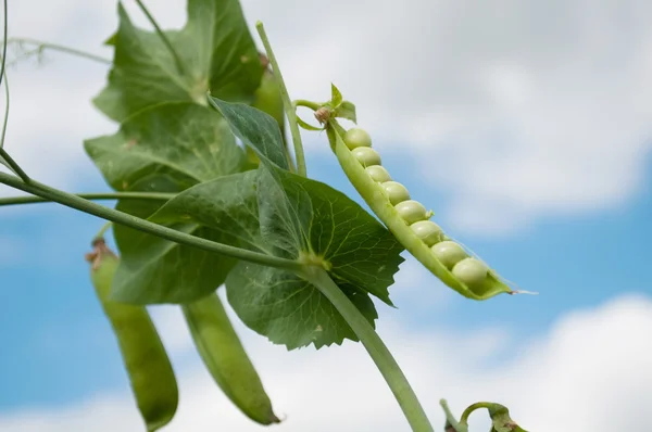 緑のエンドウ豆のポッド — ストック写真
