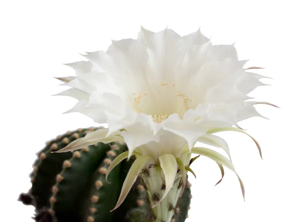 Kaktus květ — Stock fotografie