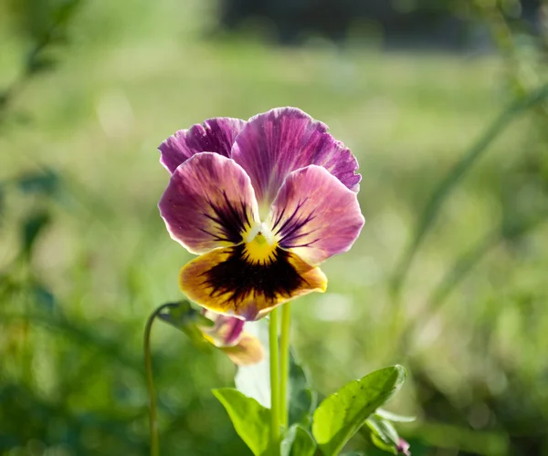 Pansy flor — Fotografia de Stock