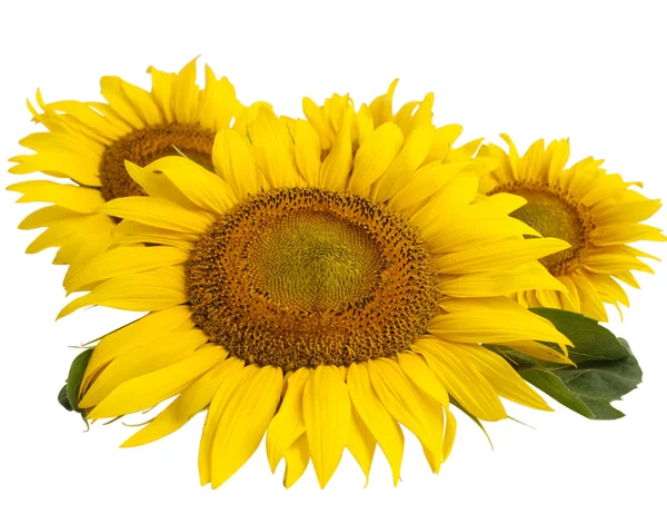 Λουλούδι ηλιοτρόπιο — Φωτογραφία Αρχείου