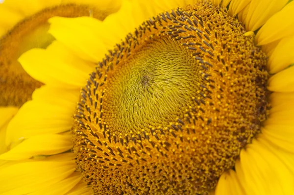 Slunečnicový květ — Stock fotografie
