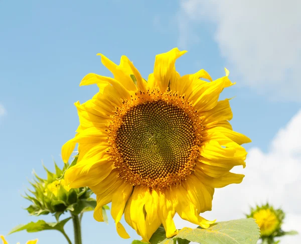 Sunflower heads — Stock Photo, Image