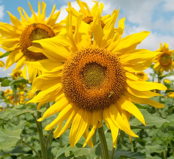 Sunflower heads — Stock Photo, Image