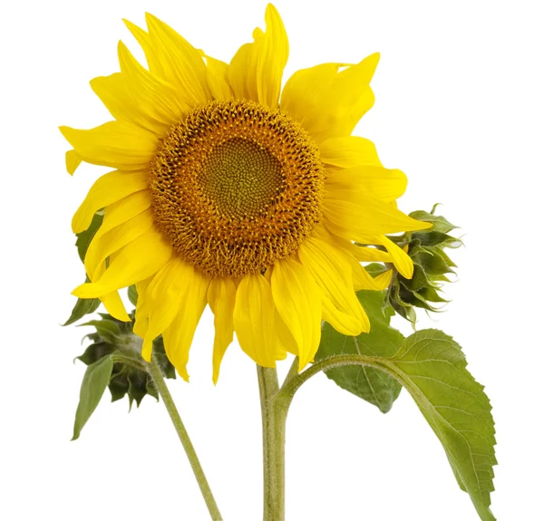 Sunflower oil and sunflower — Stock Photo, Image