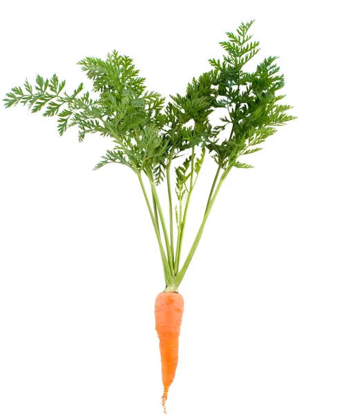 Морковь с листьями — стоковое фото