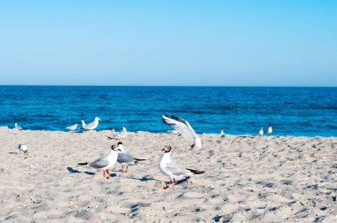 martı ile deniz manzarası