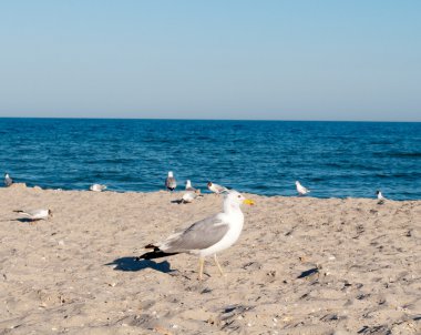 martı ile deniz manzarası