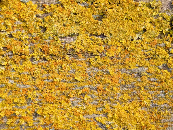 Texture of lichen — Stock Photo, Image