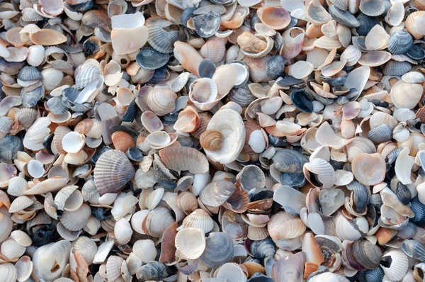 stock image Texture of the shells