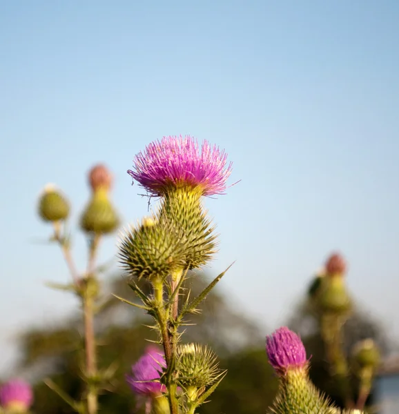 Flower burdock — Stock Photo, Image