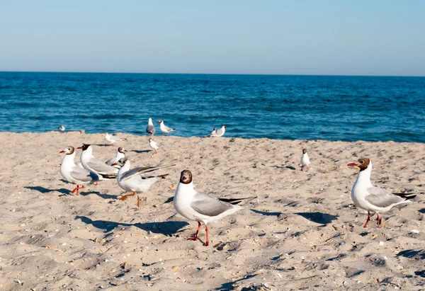 Capa marinha com gaivotas — Fotografia de Stock