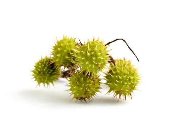 stock image Green chestnut