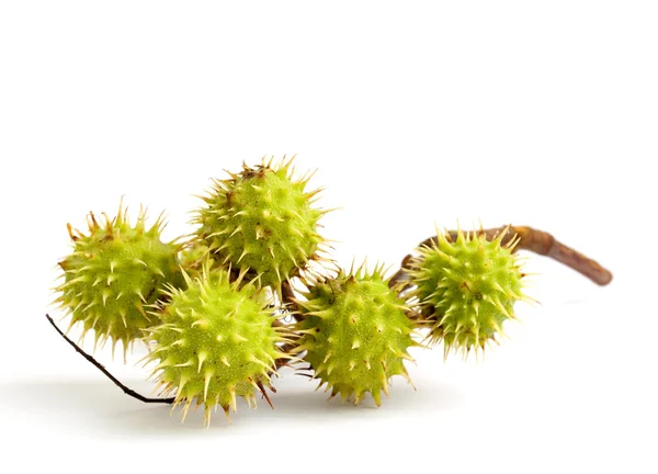 Green chestnut — Stock Photo, Image