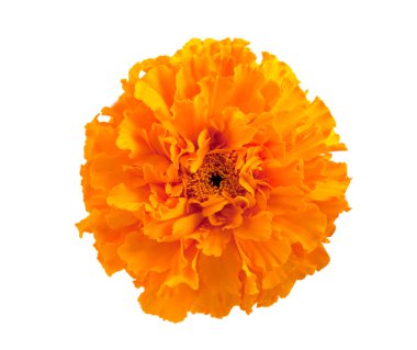 Marigold flower clipart