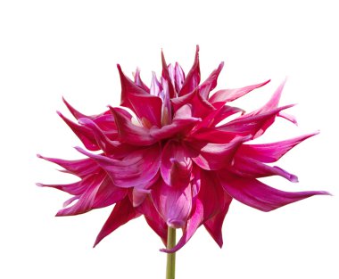 Red dahlia clipart