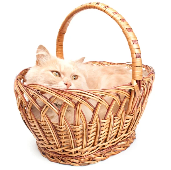 stock image Cat in a basket