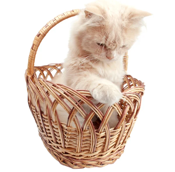 籠の中の猫 — ストック写真