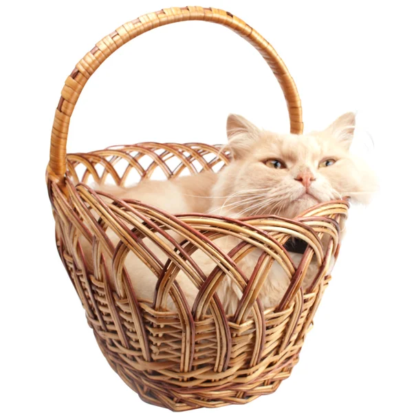 Katt i en korg — Stockfoto