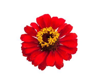 kırmızı gerbera