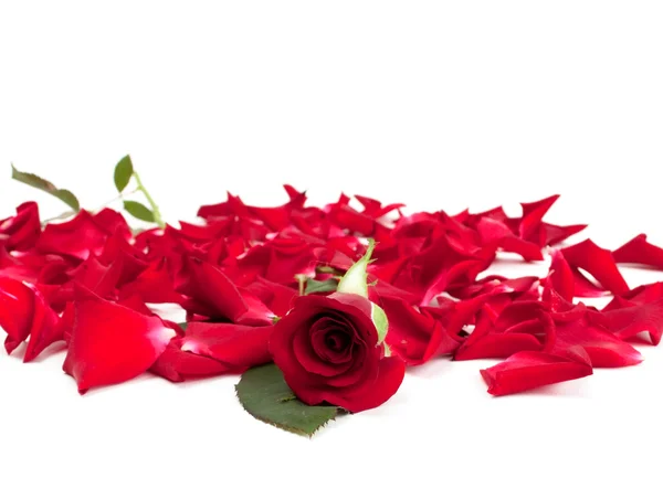 Rosas rojas y pétalos de rosa — Foto de Stock