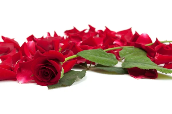 Rosas vermelhas e pétalas de rosa — Fotografia de Stock