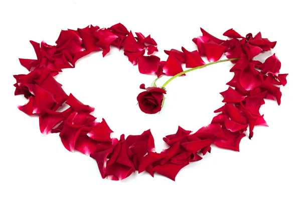 Red roses and rose petals — Stock Photo, Image