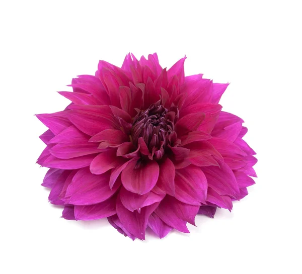 stock image Dahlia