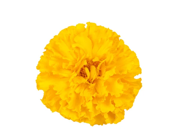 Calendula fiore — Foto Stock