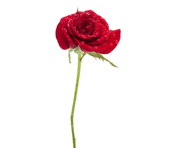 Κόκκινο τριαντάφυλλο με σταγόνες δροσιάς — Φωτογραφία Αρχείου