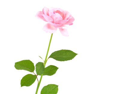 Pink rose clipart